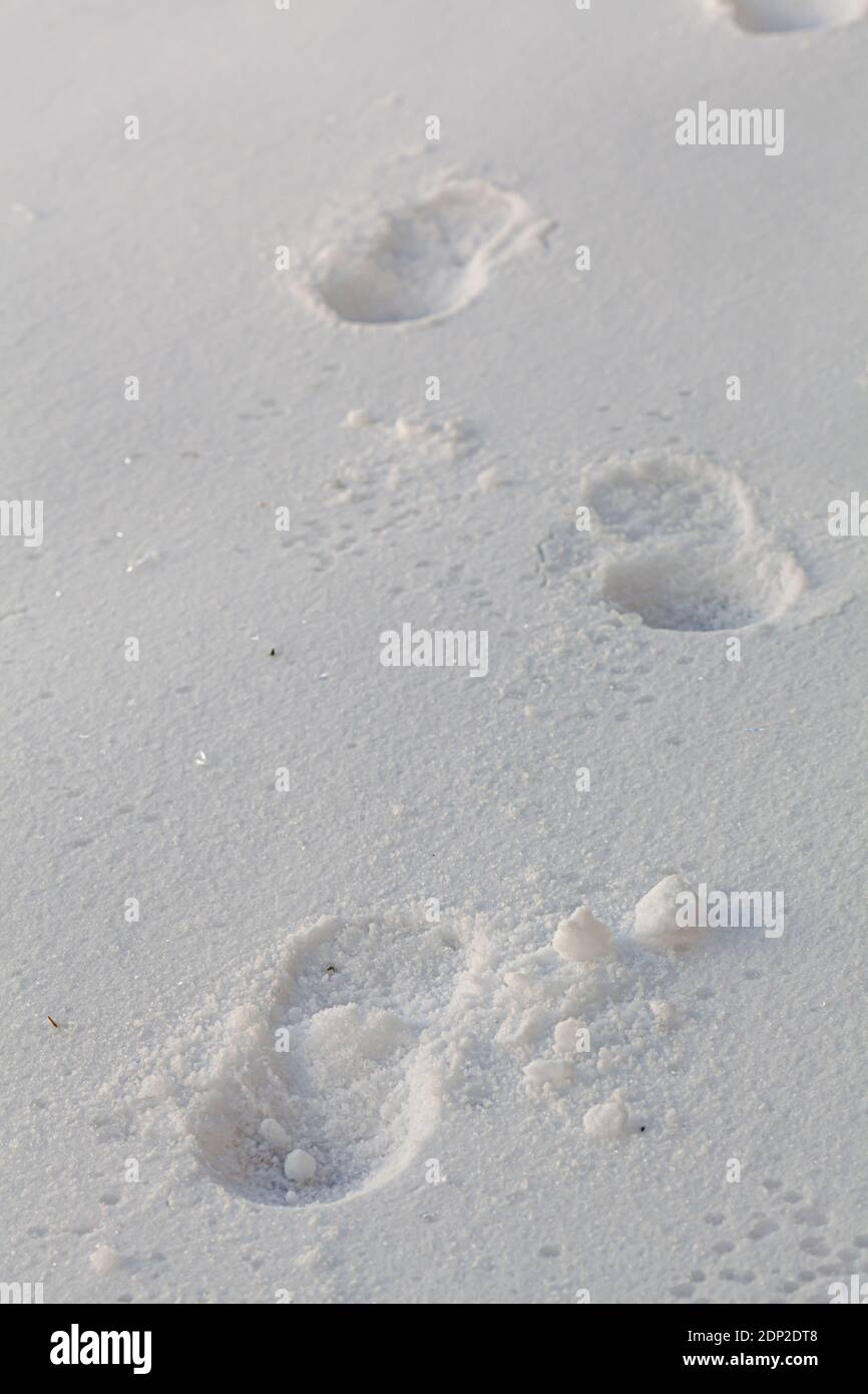 Tracciando i passi dei piedi di una persona sulla neve al buio. L'immagine ravvicinata mostra le impronte di una persona sparsa lungo il terreno coperto di neve. Ci sono m. Foto Stock