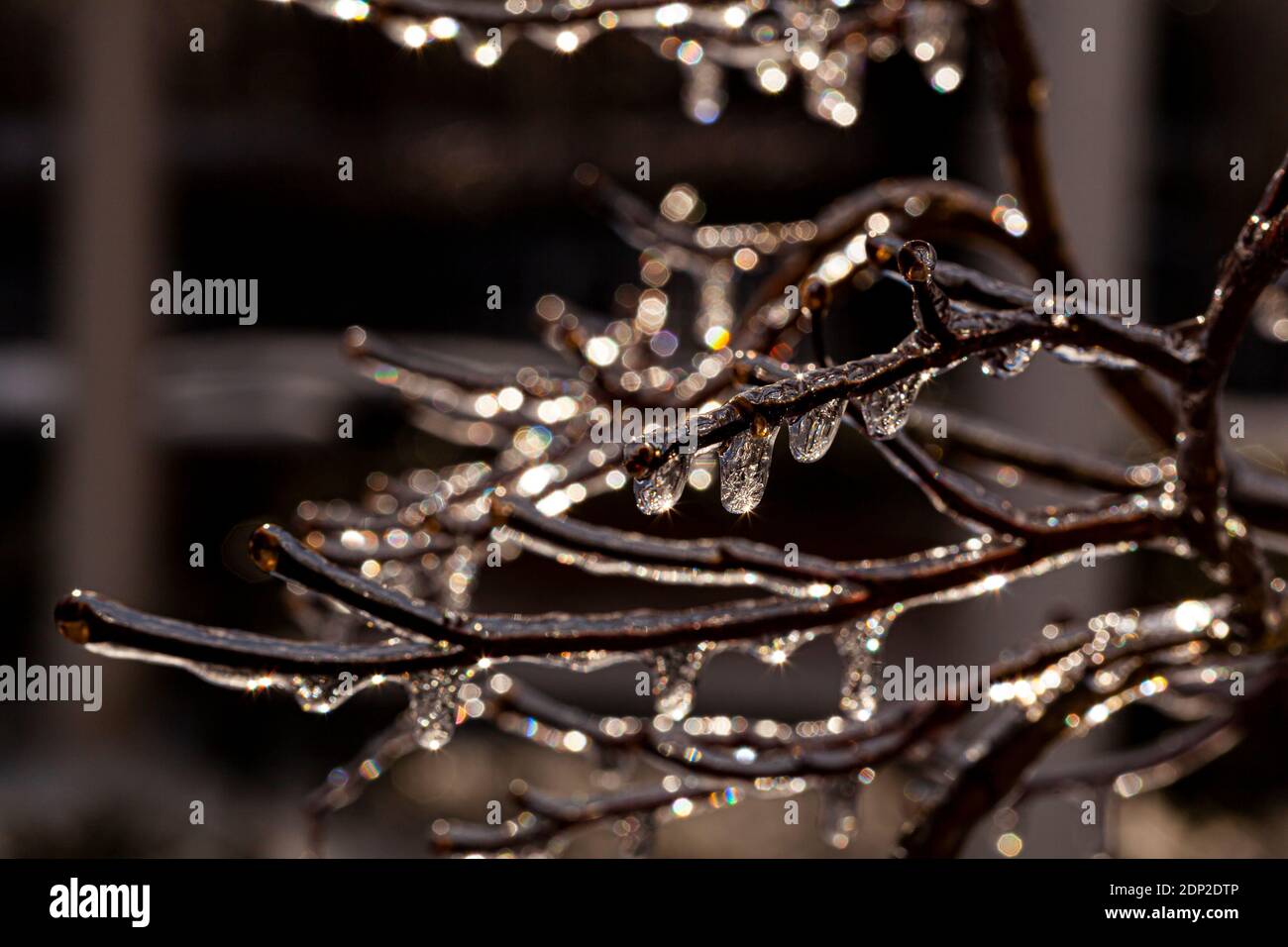 Rami di alberi scuri e retroilluminati, ricoperti di ghiaccio d'acqua in una giornata fredda d'inverno. La luce del sole riflette e rifratta attraverso il ghiaccio che crea magnif Foto Stock