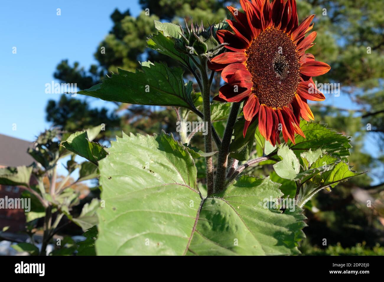 Urban Gardens colori autunno verdure, Kale, cavolo, segni storici, Danimarca Vesey, Fiori Foto Stock