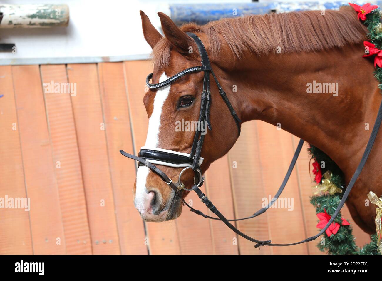 Ritratto primo piano di un cavallo sella con corona di natale decorazioni sul collo lungo Foto Stock
