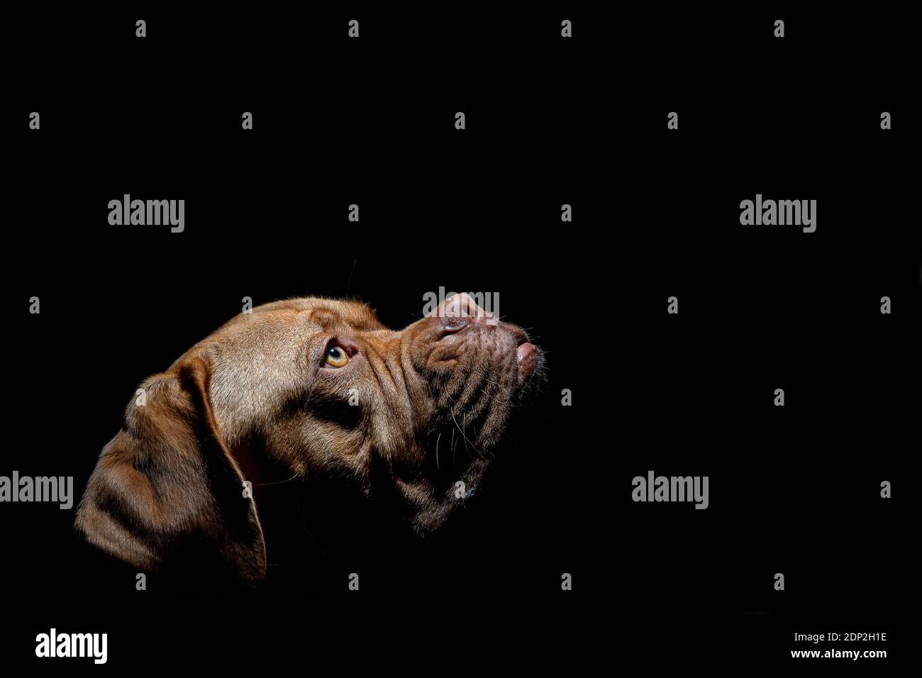 Una foto ritratto di Mabel, un Dogue de Bordeaux (Mastiff francese) di un anno, girato all'esterno in condizioni di scarsa illuminazione con un flash di riempimento della fotocamera. Foto Stock