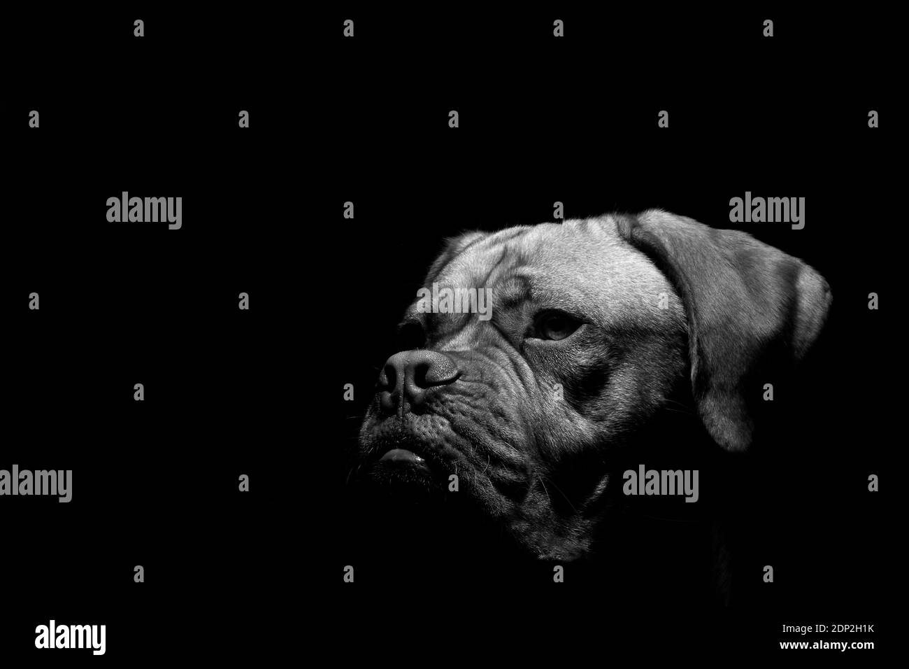 Una foto ritratto di Mabel, un Dogue de Bordeaux (Mastiff francese) di un anno, girato all'esterno in condizioni di scarsa illuminazione con un flash di riempimento della fotocamera. Foto Stock