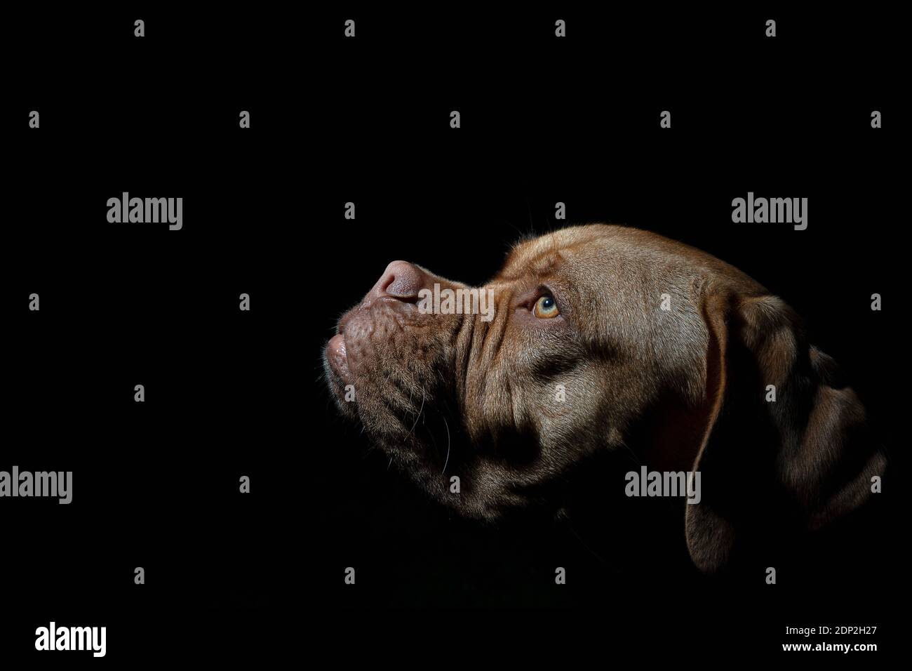 Una foto ritratto di Mabel, un Dogue de Bordeaux (Mastiff francese) di un anno, girato all'esterno in condizioni di scarsa illuminazione con un flash di riempimento della fotocamera. Foto Stock
