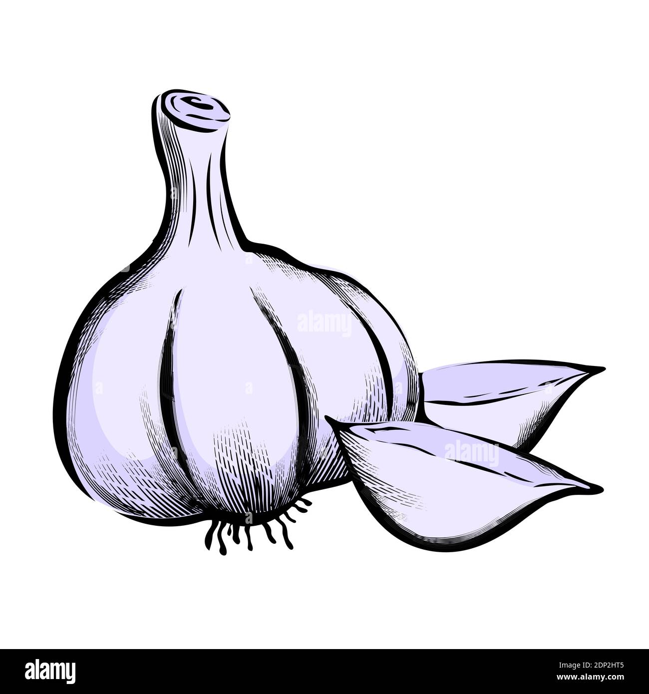 Hand drawn botanical image of garlic, engraving vector illustration isolated. Illustrazione Vettoriale