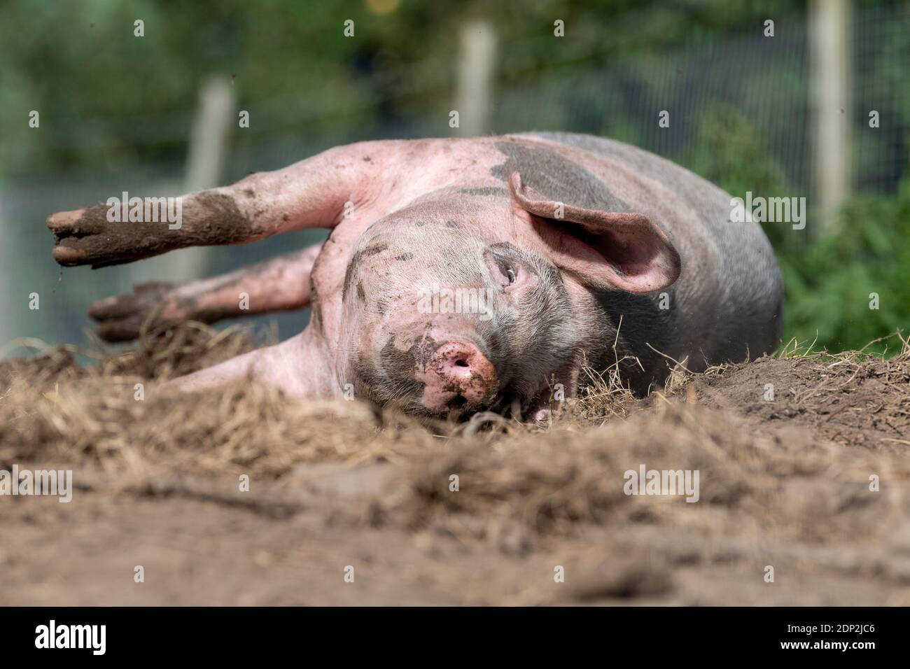 Pig free range rotolando in un paddock. Lancashire, Regno Unito. Foto Stock