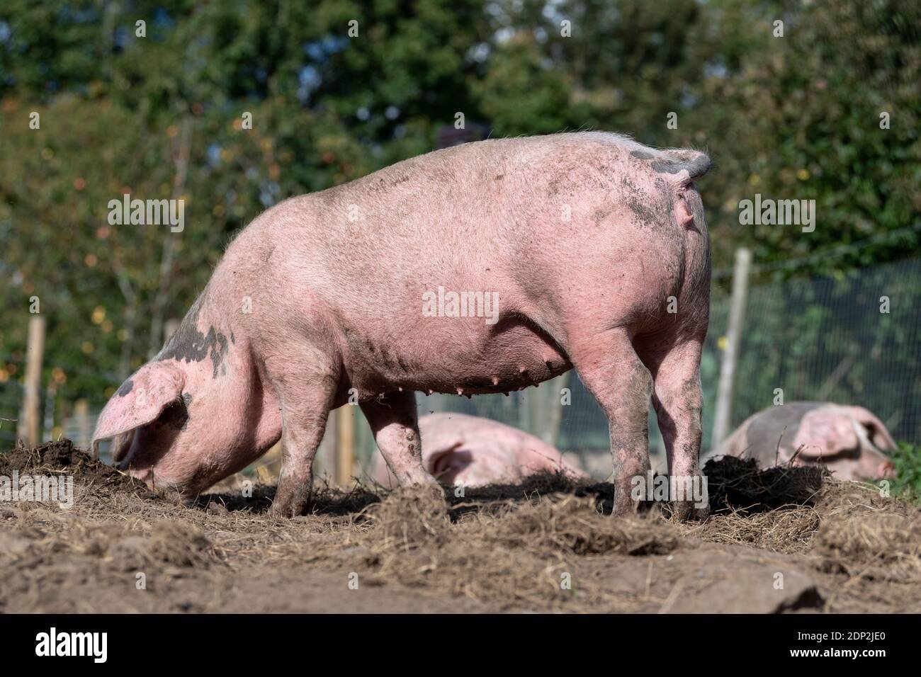 Il maiale libero di gamma che rotola intorno con il relativo naso per il cibo. Lancashire, Regno Unito. Foto Stock