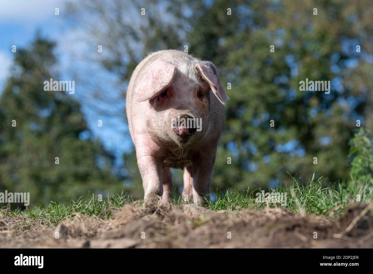 Il maiale libero che vagano intorno nel relativo recinto in una bella giornata di sole. Lancashire, Regno Unito. Foto Stock