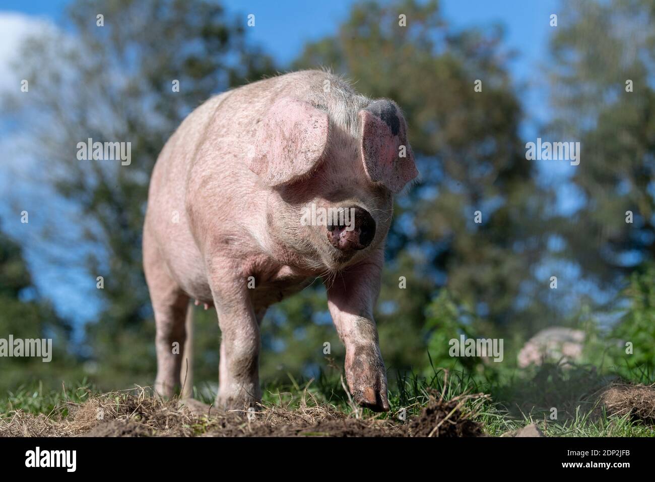 Il maiale libero che vagano intorno nel relativo recinto in una bella giornata di sole. Lancashire, Regno Unito. Foto Stock