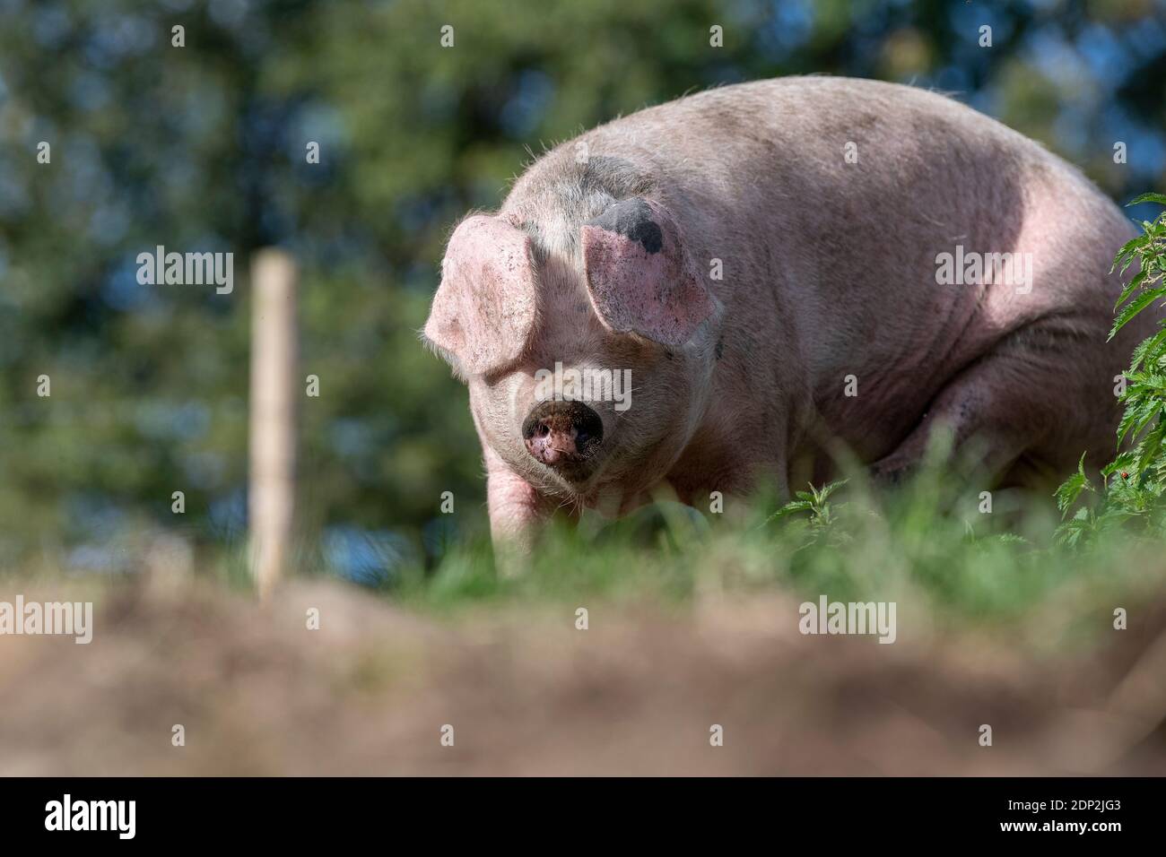 Il maiale libero che vagano intorno nel relativo recinto in una bella giornata di sole. Lancashire, Regno Unito. Foto Stock
