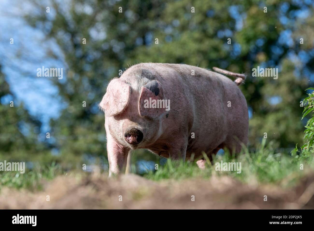Il maiale libero che vagano intorno nel relativo recinto in una bella giornata di sole. Lancashire, Regno Unito. Foto Stock