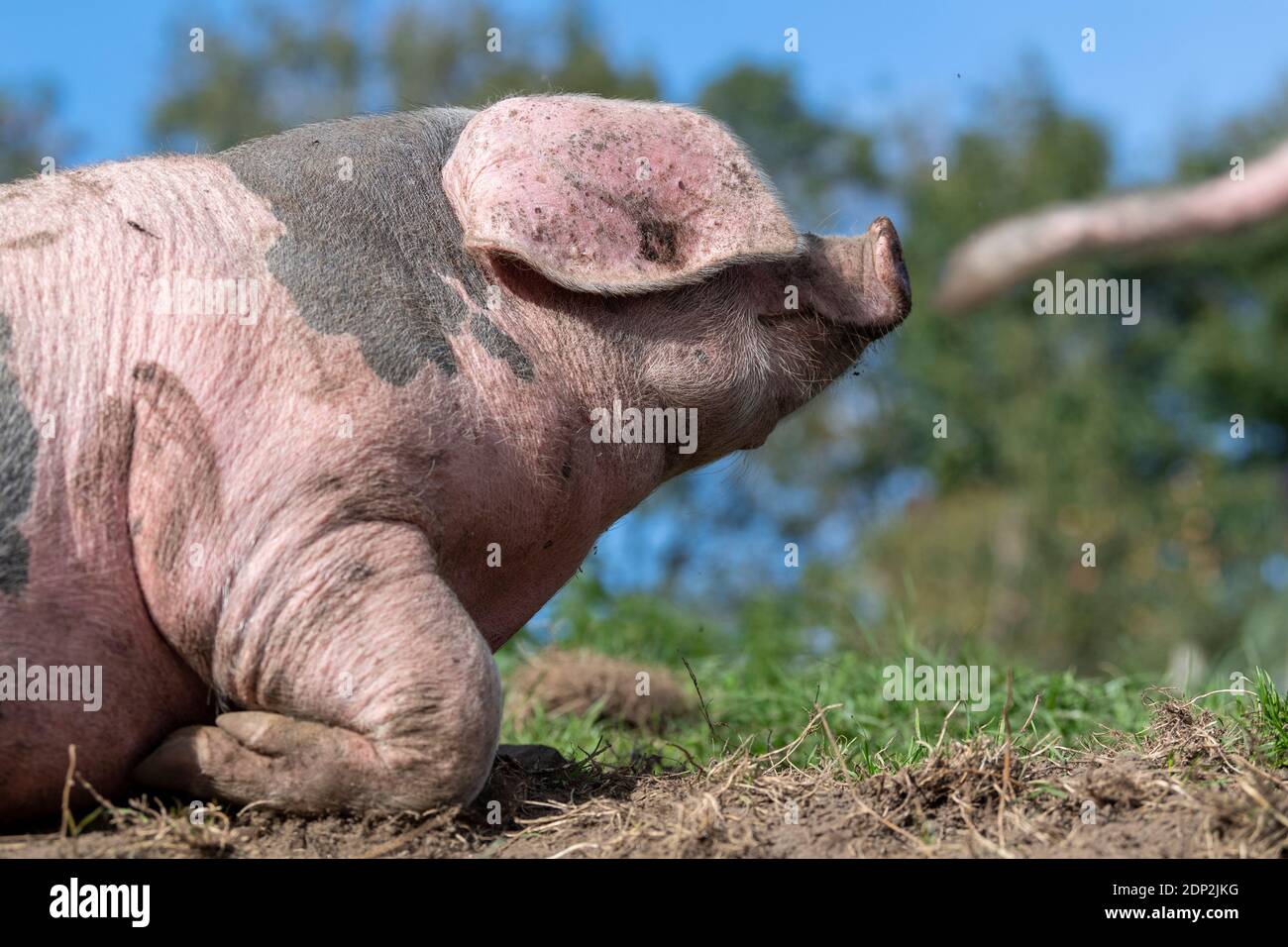 Pig free range che rotola in un paddock durante la giornata di sole. Lancashire, Regno Unito. Foto Stock