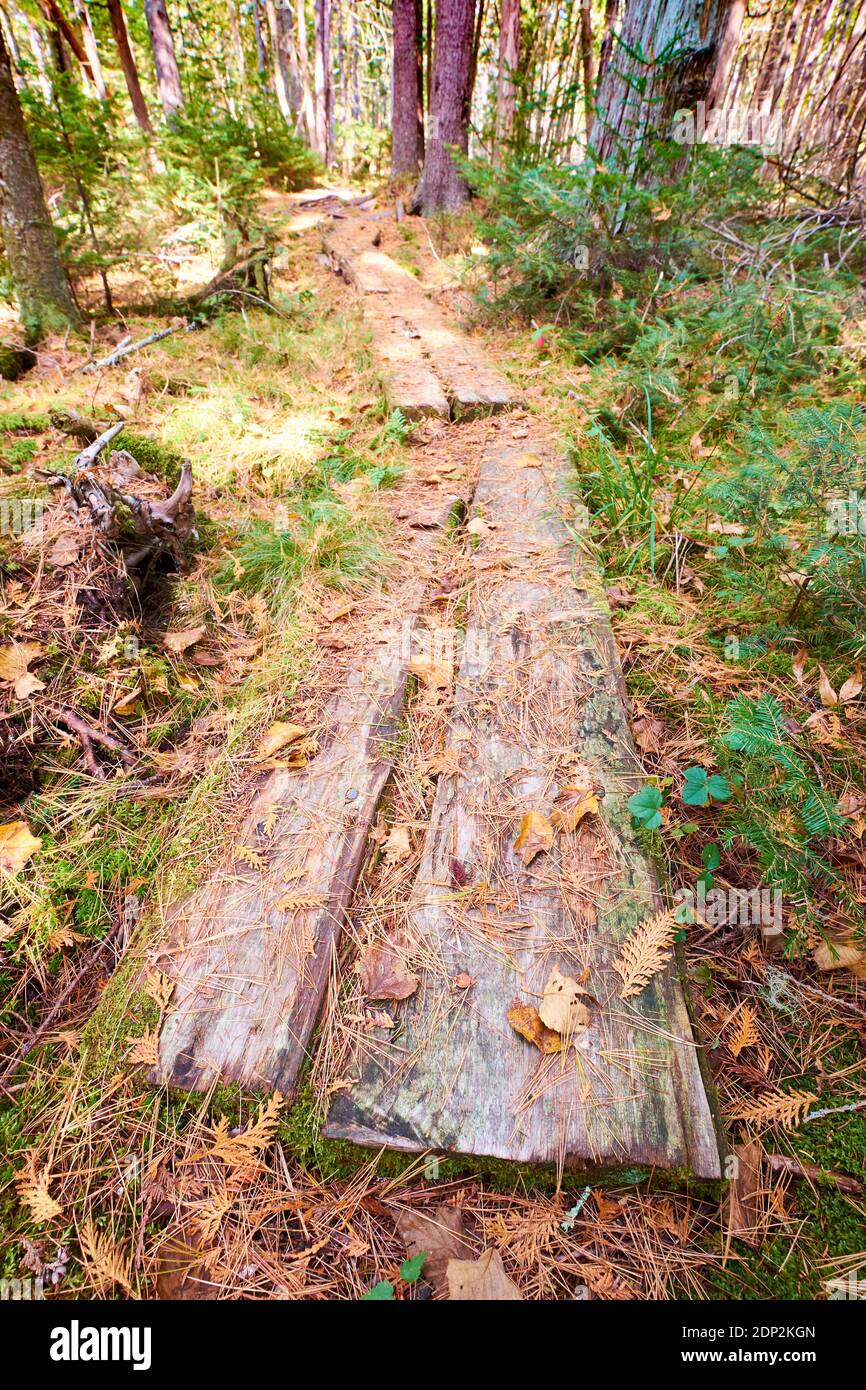 Tavole di legno non rifinite sono poste in punti bassi. Sul Furth Talalay Blue Hill Heritage Trust Trail a Surry, Maine. Foto Stock