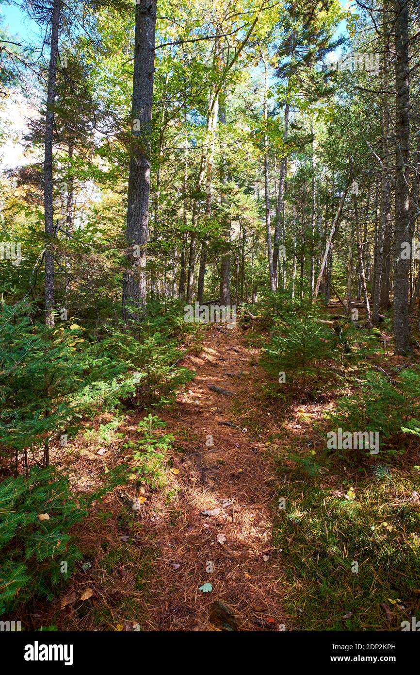 Un tappeto di aghi di pino copre un percorso. Sul Furth Talalay Blue Hill Heritage Trust Trail a Surry, Maine. Foto Stock