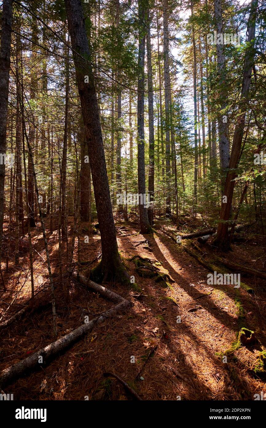 Un tappeto di aghi di pino copre un percorso. Sul Furth Talalay Blue Hill Heritage Trust Trail a Surry, Maine. Foto Stock