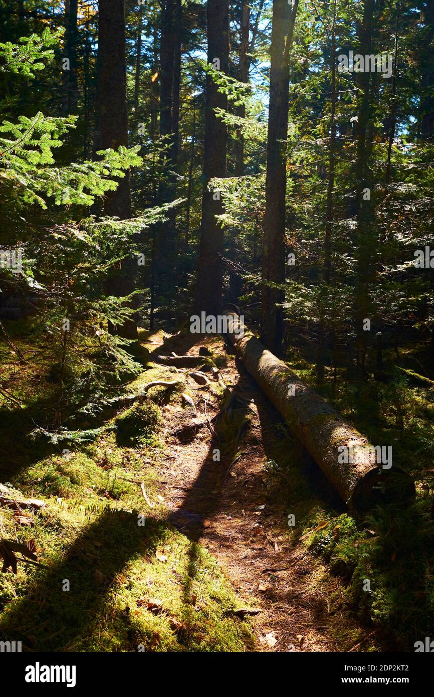 Un tappeto di aghi di pino e un albero caduto copre un percorso. Sul Furth Talalay Blue Hill Heritage Trust Trail a Surry, Maine. Foto Stock