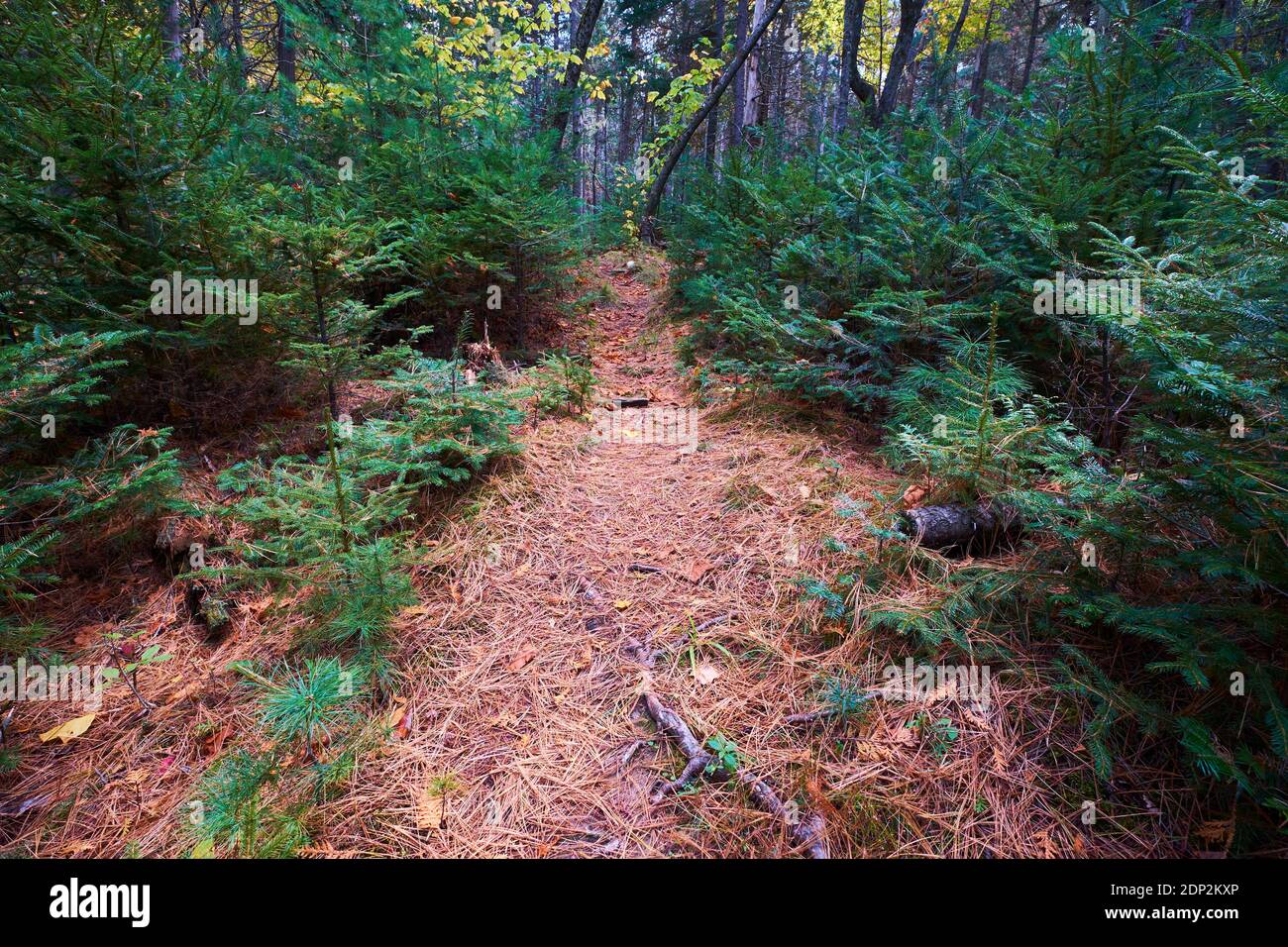 Una coperta spessa degli aghi di pino coprano, un percorso. Sul Furth Talalay Blue Hill Heritage Trust Trail a Surry, Maine. Foto Stock