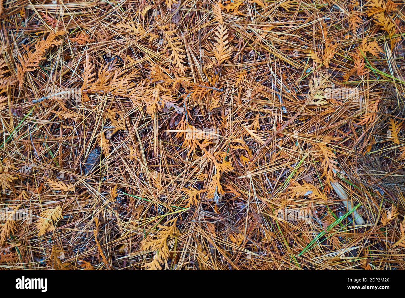 Un dettaglio ravvicinato degli aghi di pino. Sul Furth Talalay Blue Hill Heritage Trust Trail a Surry, Maine. Foto Stock