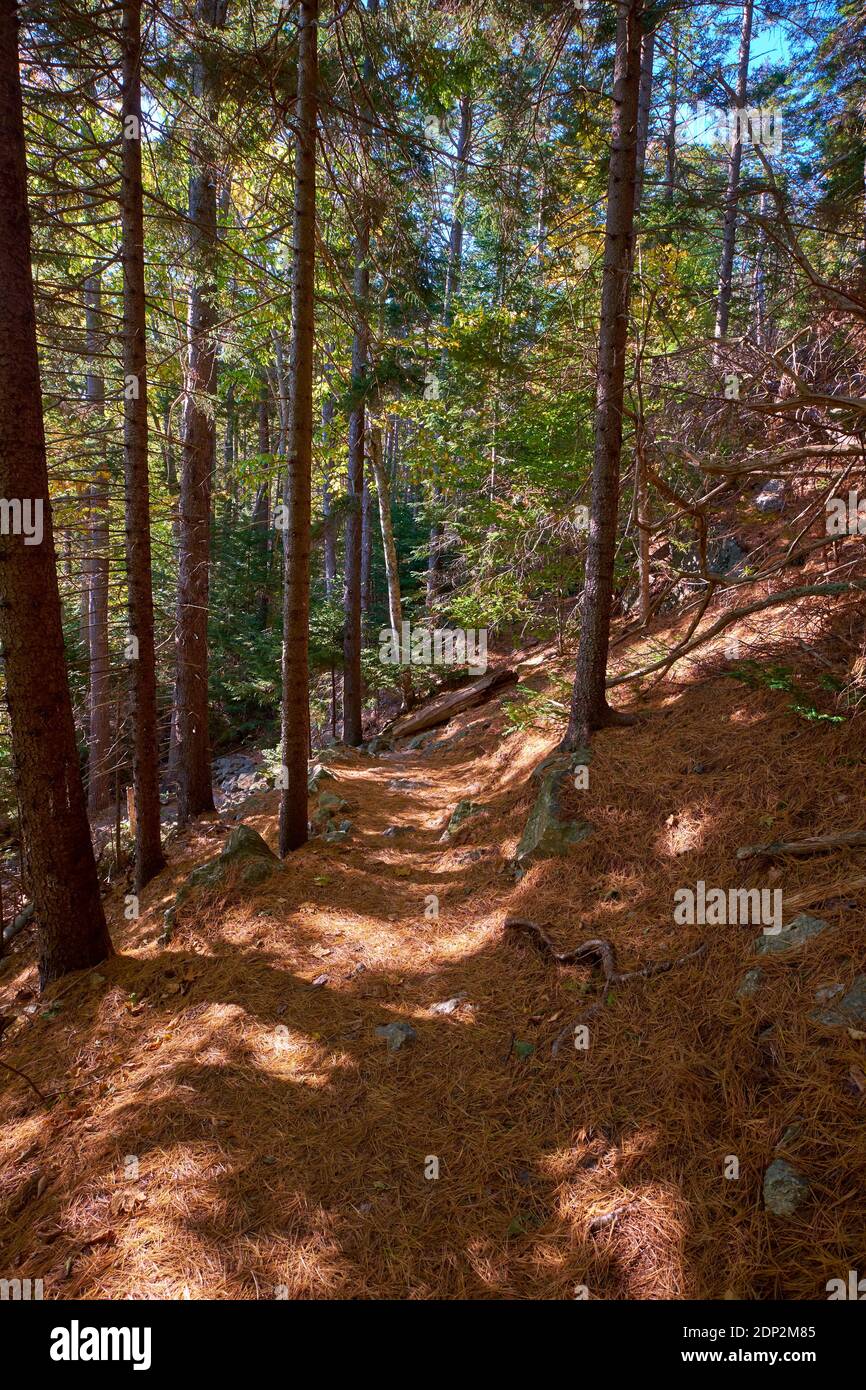 Una coperta spessa di aghi di pino copre un percorso. Sul sentiero Osgood fino alla vetta della Blue Hill, parte del Blue Hill Heritage Trust nel Maine. Foto Stock