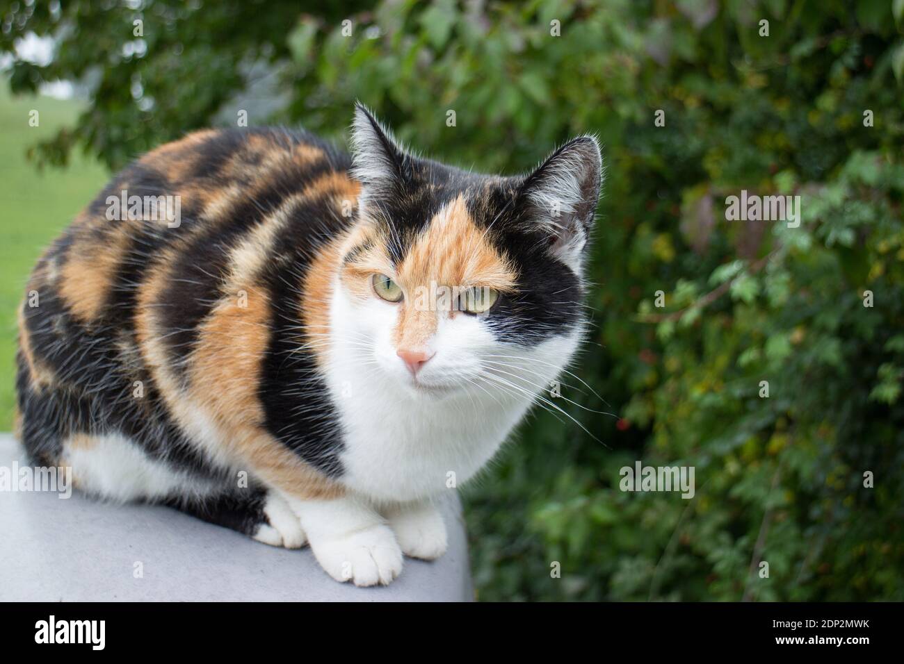 Meraviglioso gatto Calico seduto all'aperto su un muro Foto Stock