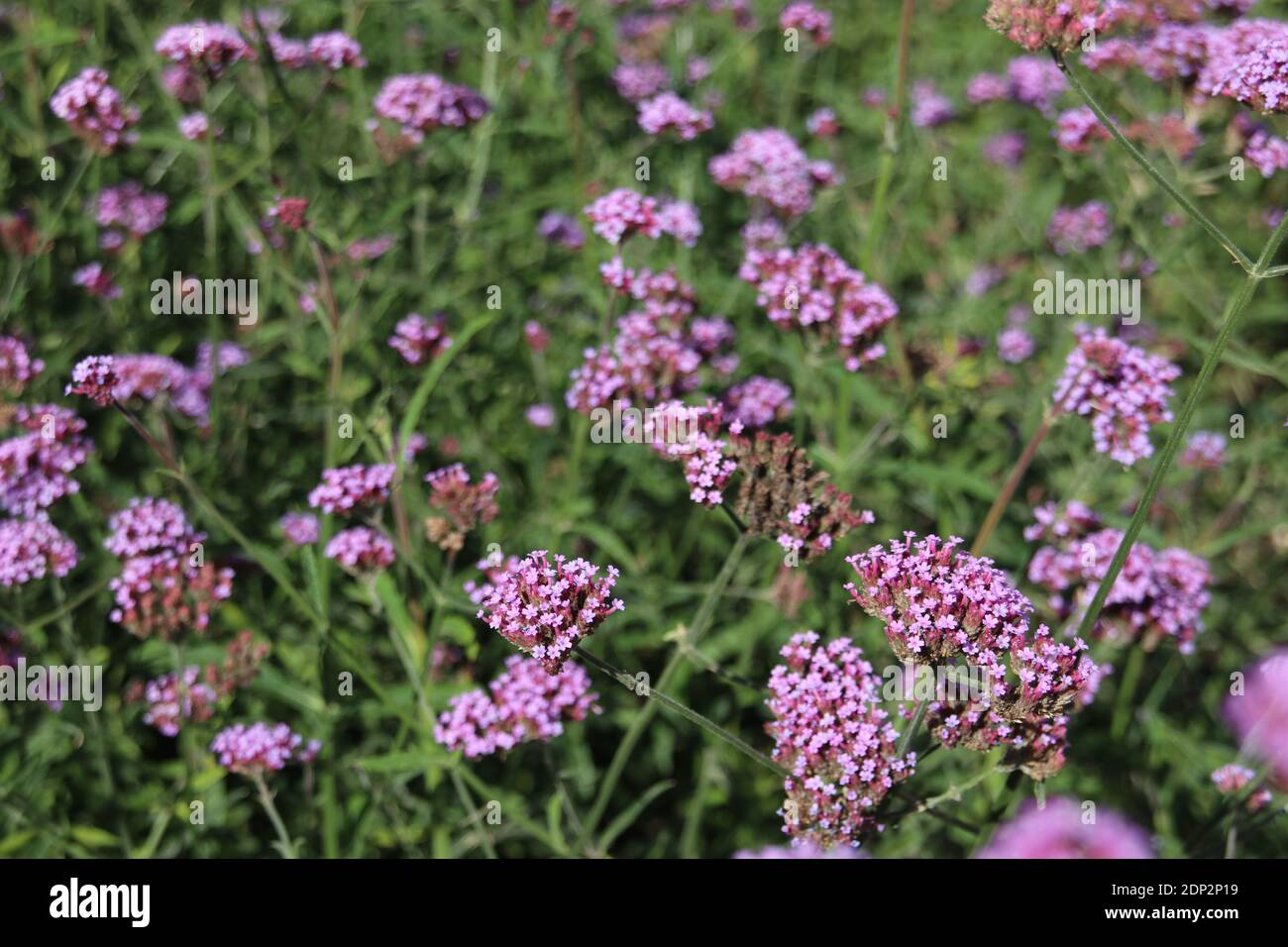 Verbena bonariensis Foto Stock