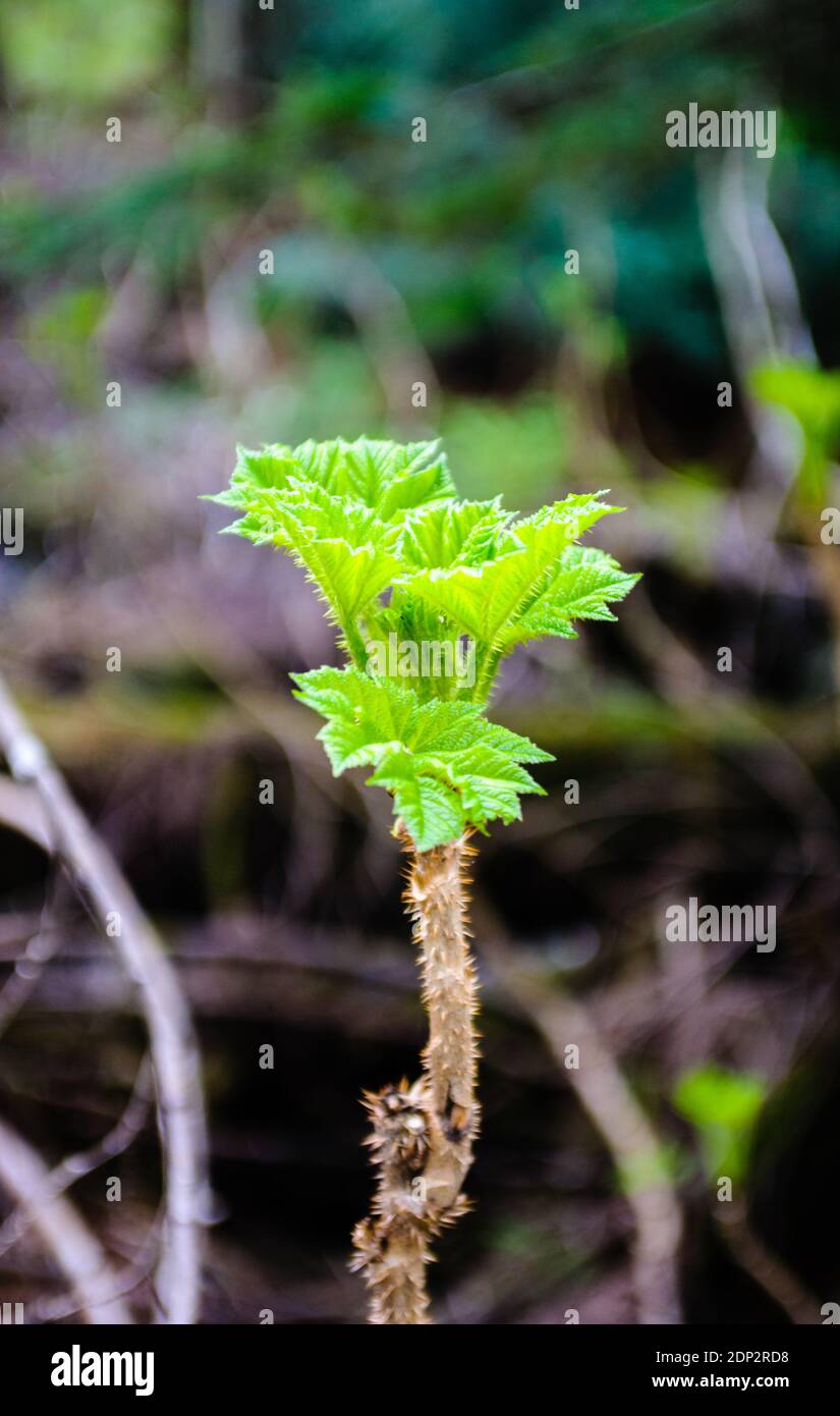 Primo piano di germogliare la pianta verde spinosa frastagliata. Foto Stock