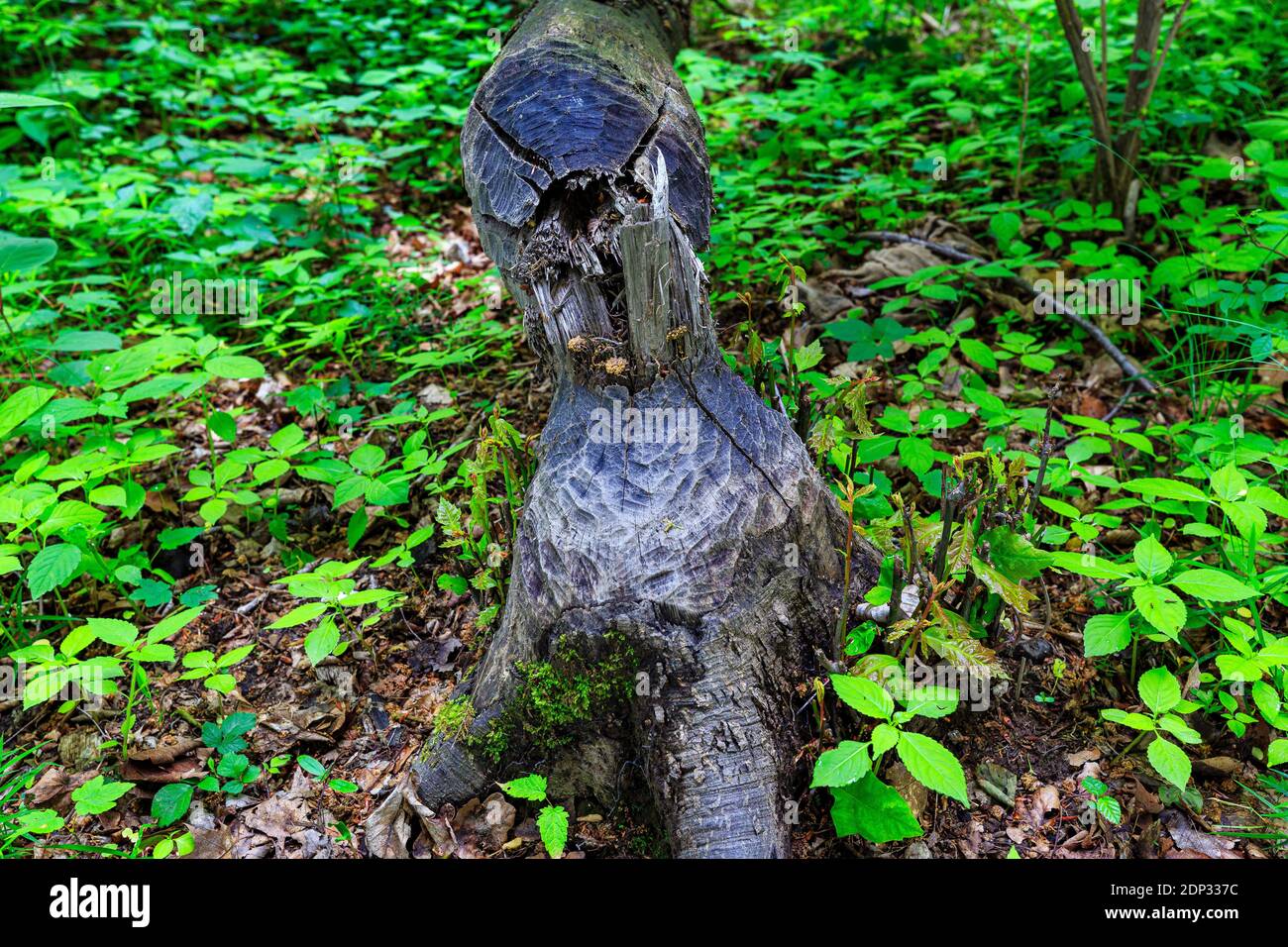 vicino al castello kriebstein, costruzioni di castori, albero cadente, sassonia, germania Foto Stock