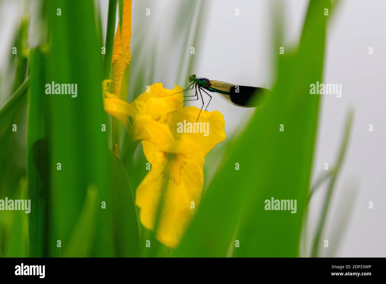 Dragon-fly seduto su giglio d'acqua giallo lungo il fiume zschopau, vicino al Castello Kriebstein, sassonia, germania Foto Stock