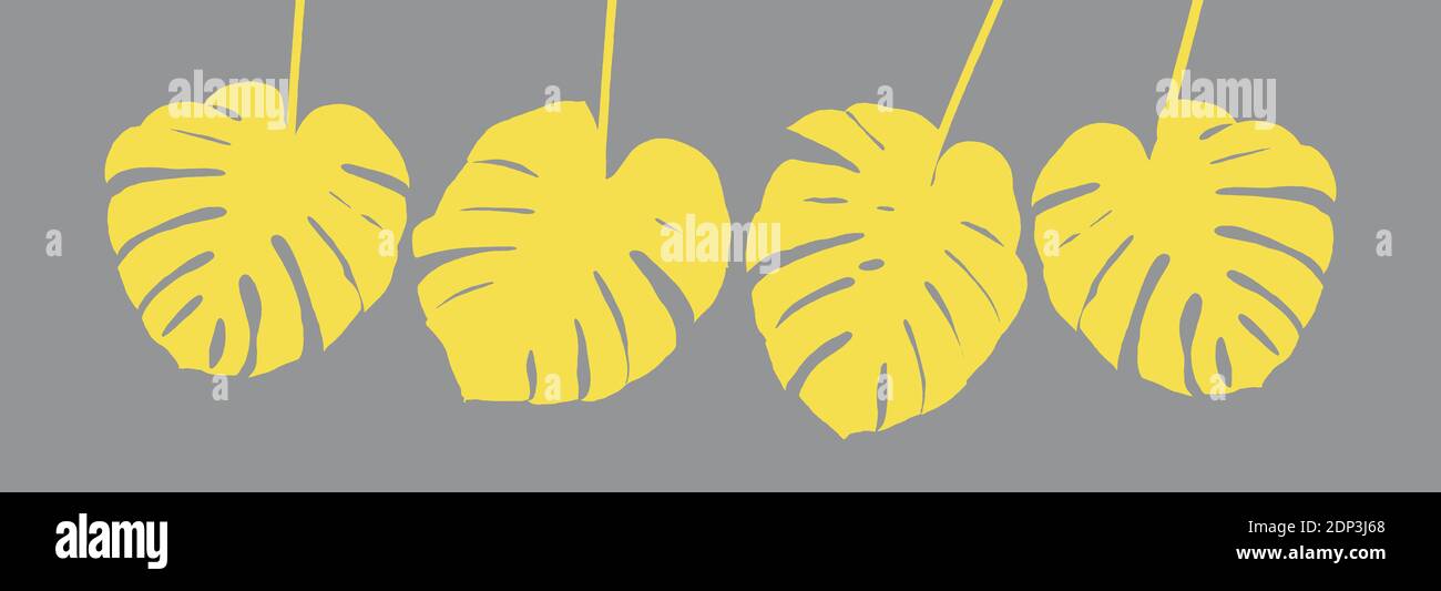 Foglie gialle di monstera su sfondo grigio. Banner floreale colori alla moda Foto Stock