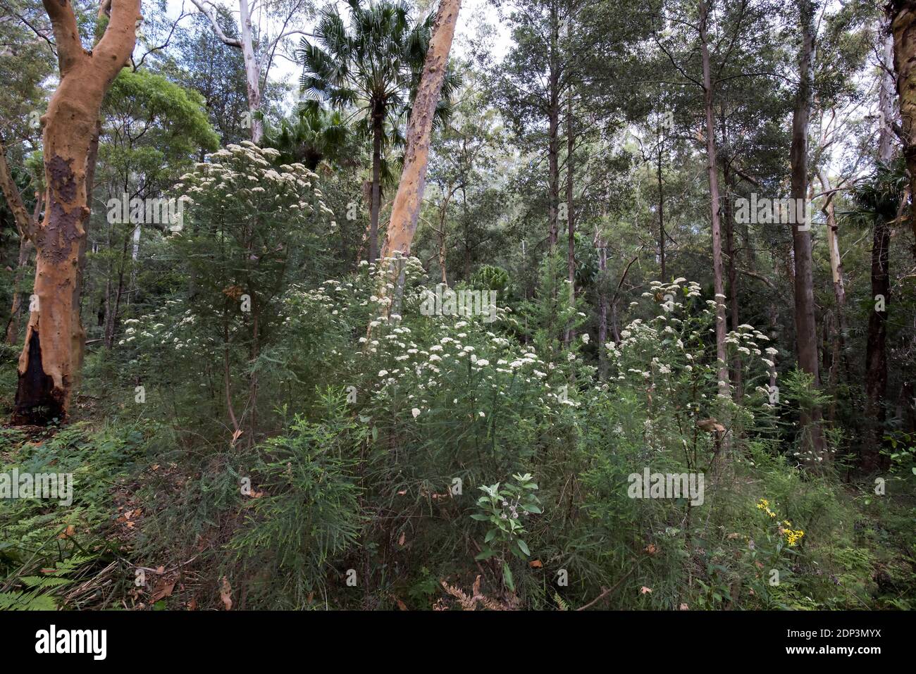 Fiori selvatici e piante nel Royal National Park, Sydney Australia Foto Stock