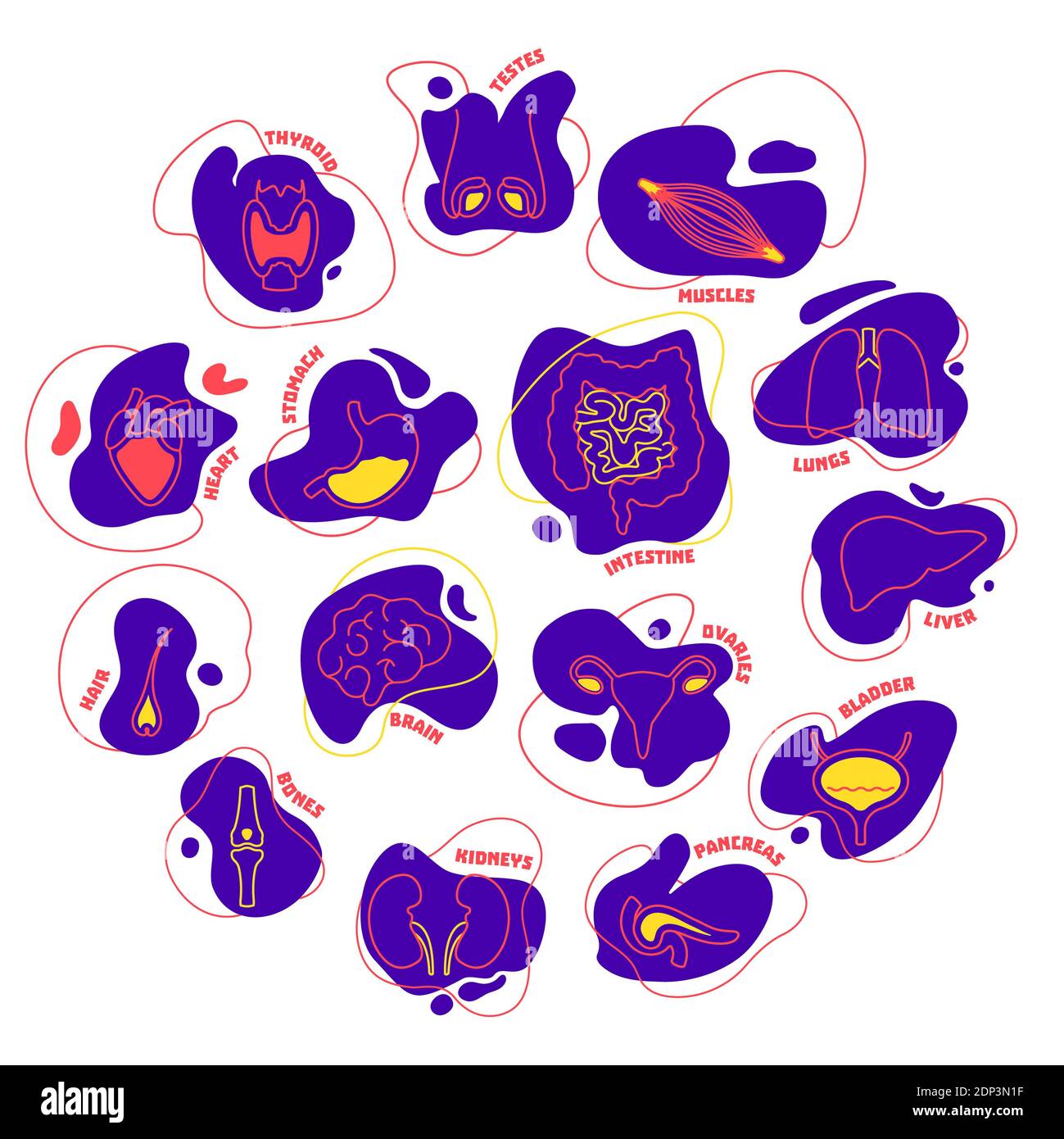 Organi umani, illustrazione concettuale. Foto Stock