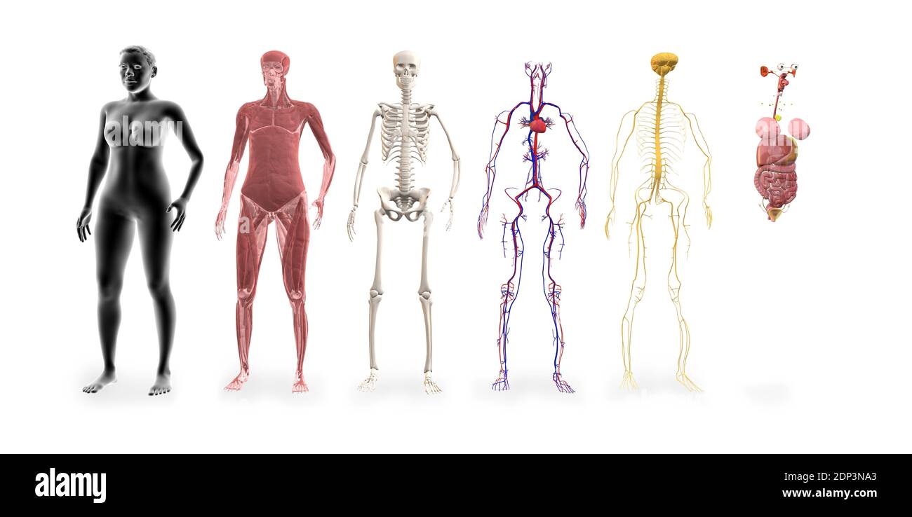 Sistemi del corpo umano. Illustrazioni dei sistemi muscolari, scheletrici, cardiovascolari, nervosi e di altri organi interni. Foto Stock