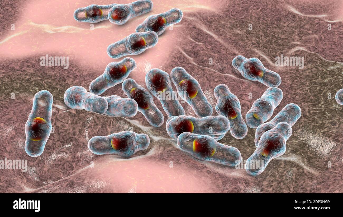 Batteri Clostridium, illustrazione del computer. Clostridia sono batteri  sporigeni che includono diverse specie patogeniche umane, C. difficile, C.  tet Foto stock - Alamy