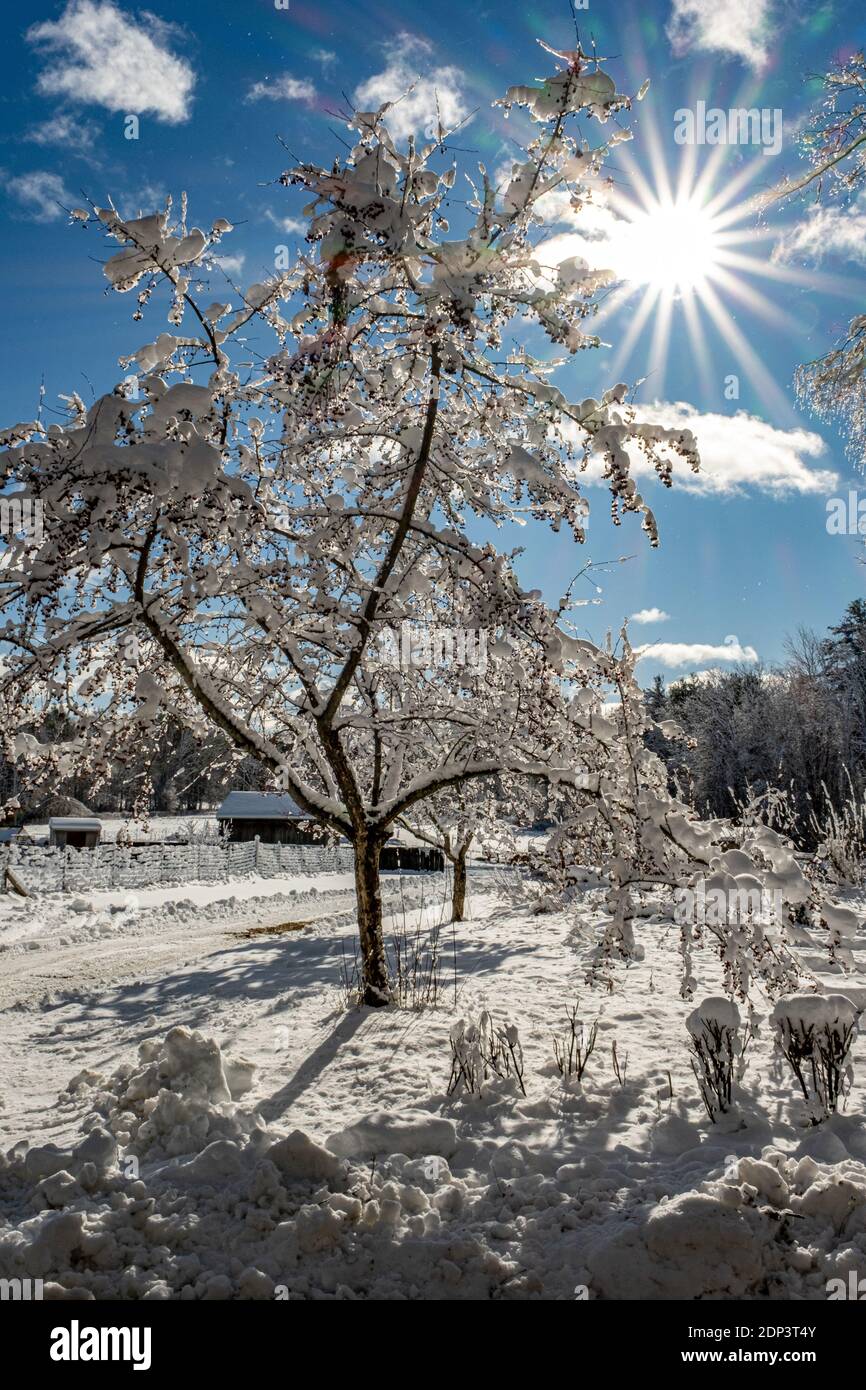 Sole luminoso che splende su una mela granchio ricoperta di neve albero Foto Stock