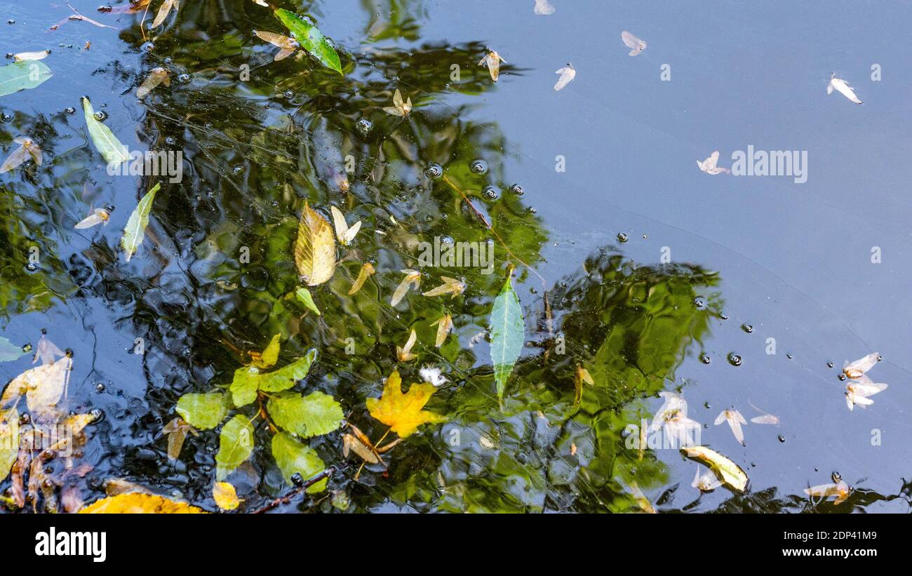 Inquinamento del fiume, lago di spreco, foglie in un pozze, l'ecologia sta cambiando. Lago chimico. Foto Stock