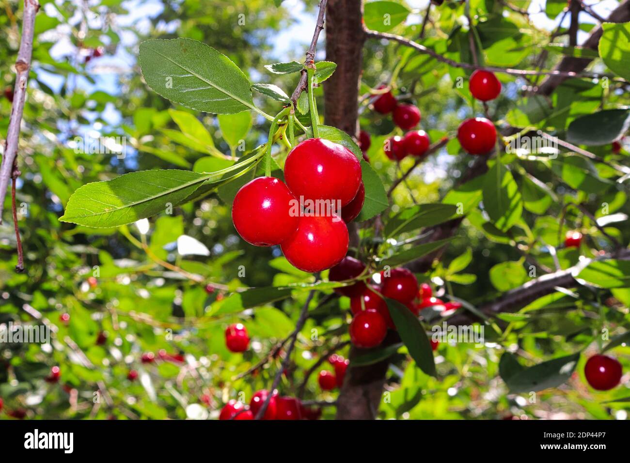 Un mazzo di ciliegie evans appese su un arbusto Foto Stock