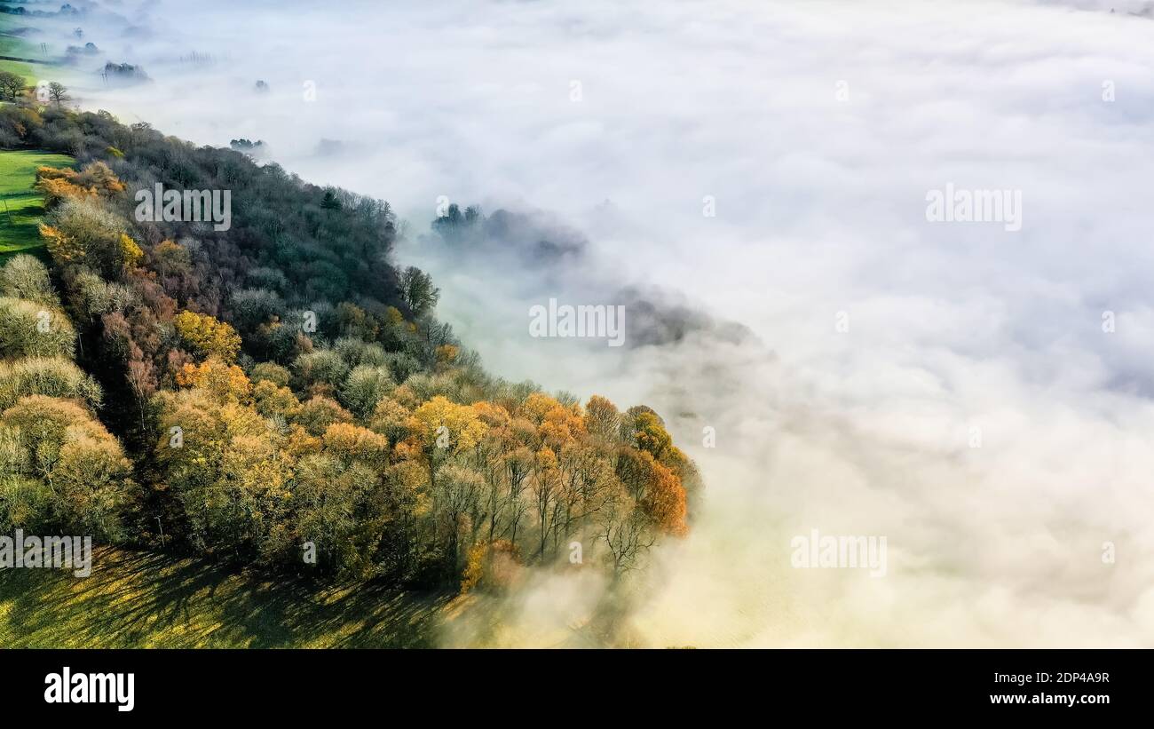 Vista aerea del drone degli alberi d'autunno avvolta nella nebbia in una valle rurale. Powys, Galles Foto Stock