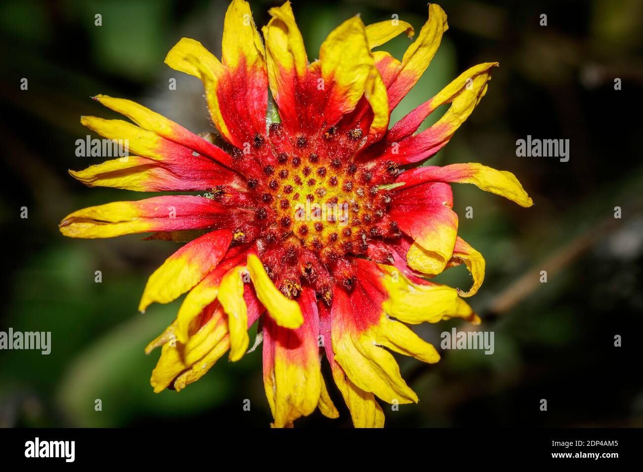 La gaillardia arizonica (Arizonia blanket flower) è una specie di pianta fiorita della famiglia dei girasoli. E' originario del Messico nordoccidentale e della so Foto Stock