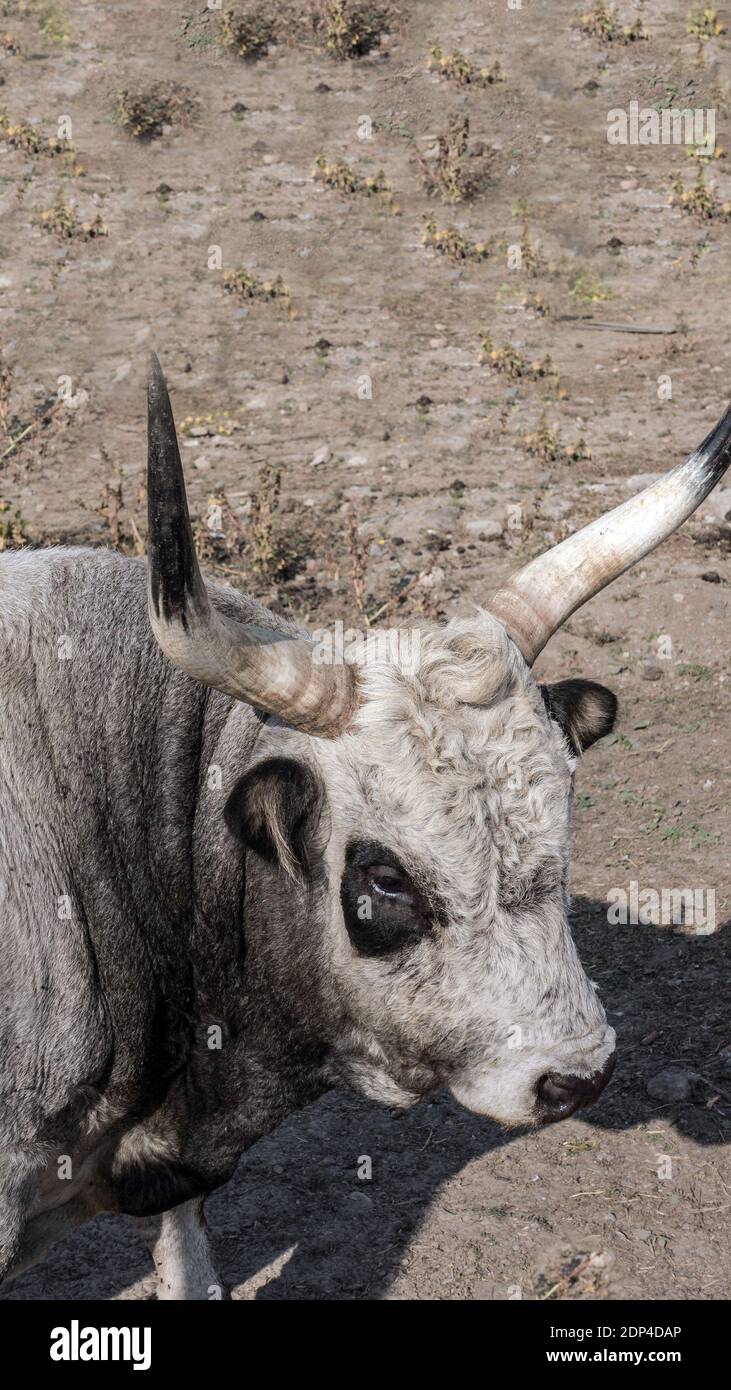 toro cornuto, primo piano di un toro, ritratto di un toro animale. Foto Stock