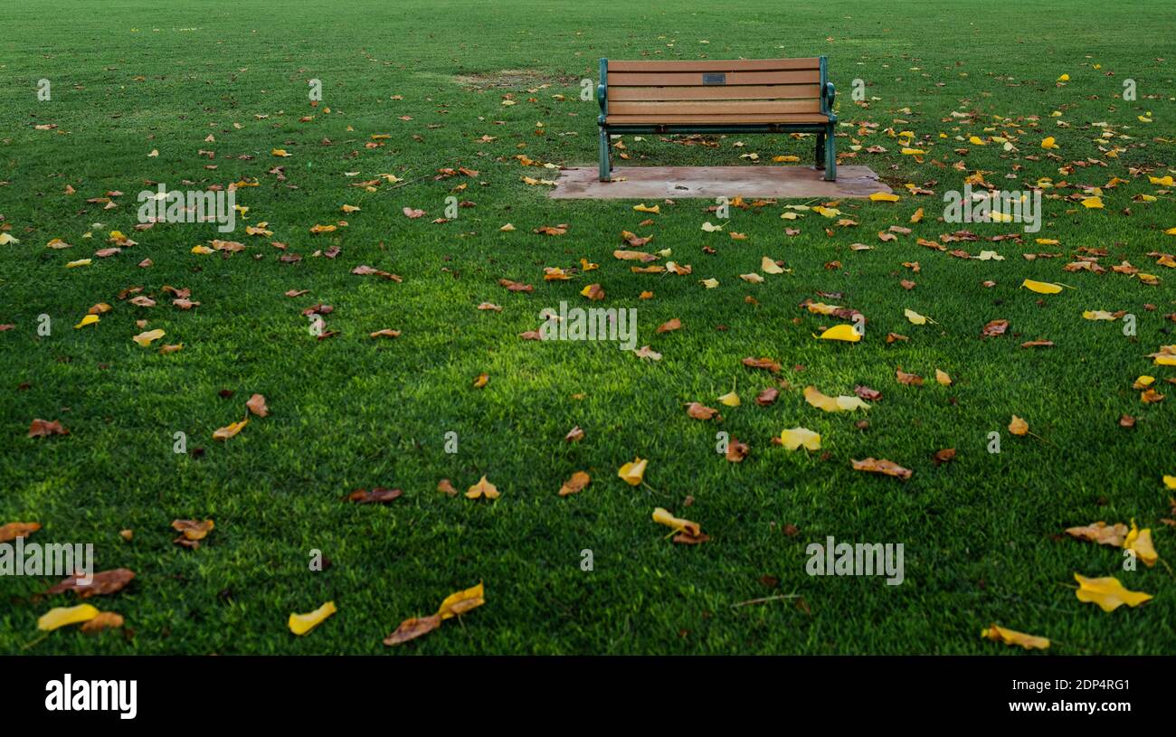 Park Bench nel mezzo di un campo erboso coperto di foglie gialle caduti Foto Stock