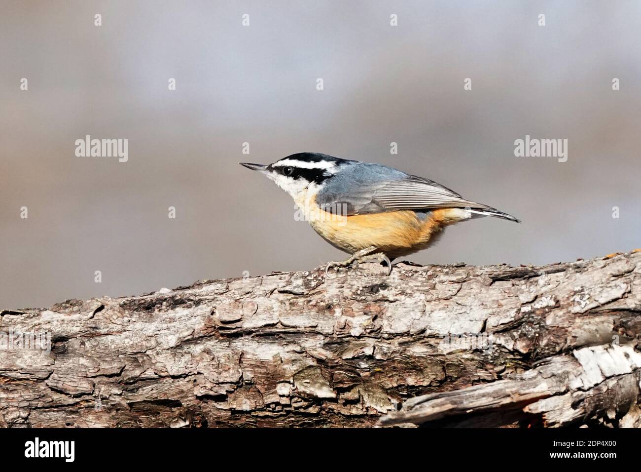 Nuthatches in inverno Foto Stock