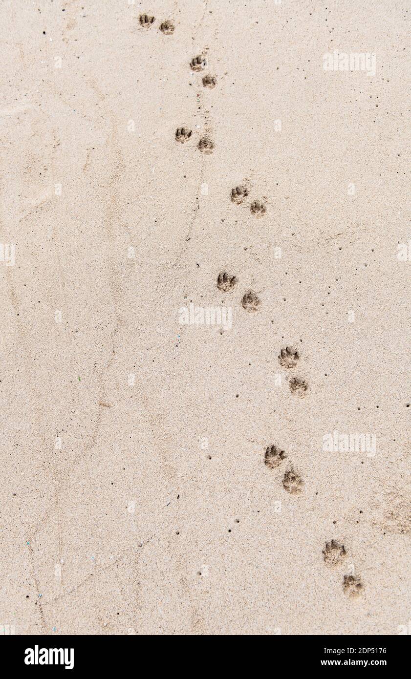 Paw stampa su Sandy Beach Foto Stock