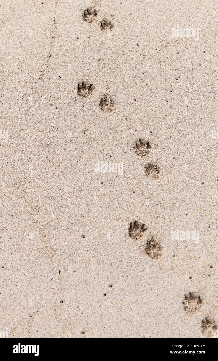 Paw stampa su Sandy Beach Foto Stock