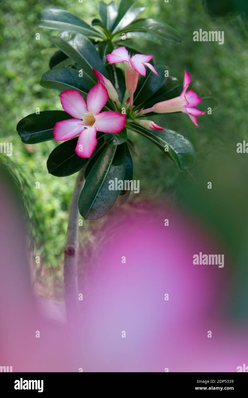 Rosa fiori di Plumeria Foto Stock