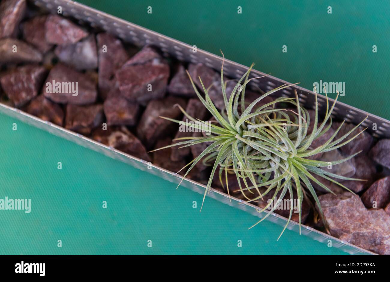 Impianto di aria in giardino su sfondo verde chiaro Foto Stock