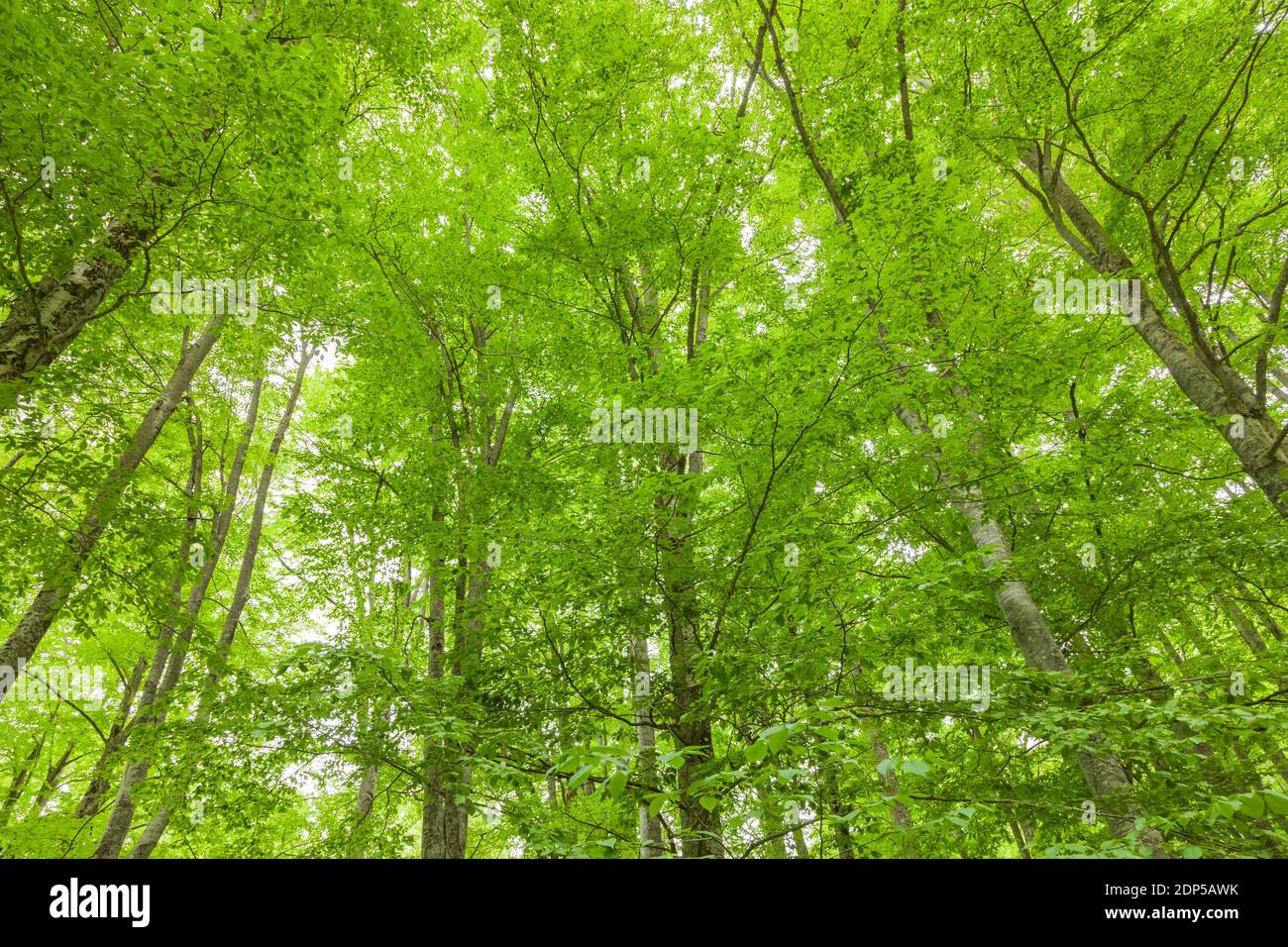 Foresta vergine di faggi, vicino al Monastero di Rila, provincia di Kyustendil, Bulgaria, Europa sudorientale, Europa Foto Stock