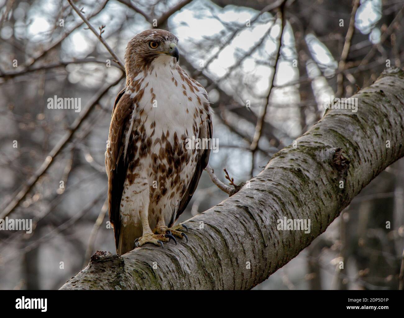 Falco rosso in coda nella natura selvaggia. Foto Stock