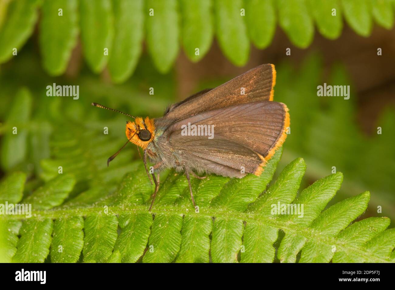 Bordo arancione Roadside-Skipper Butterfly, Amblyscirtes fimbriata, Hesperiidae. Foto Stock