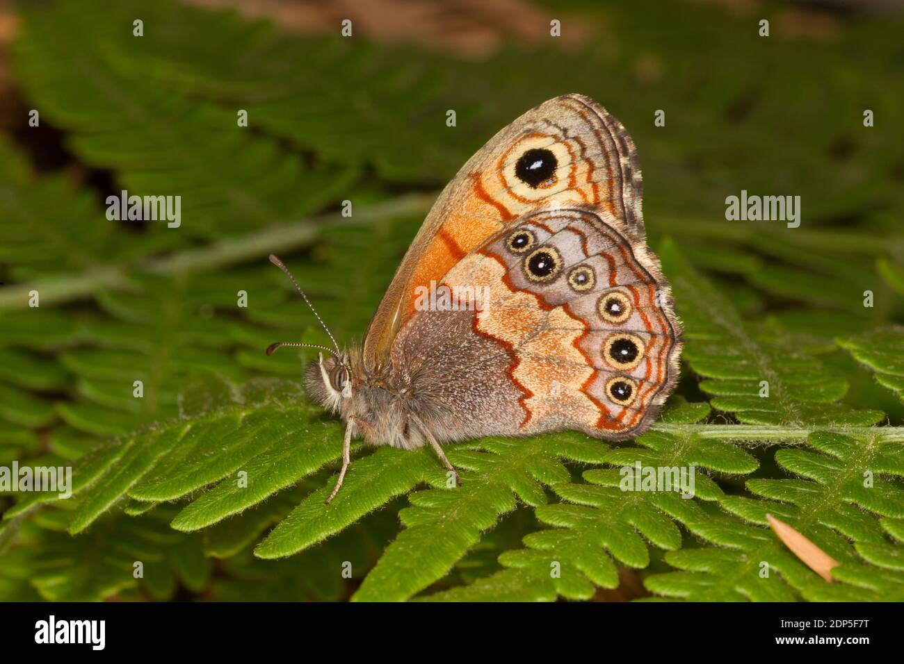 Pino Satiro Butterfly, Paramacera allyni, Ninfalidae. Foto Stock
