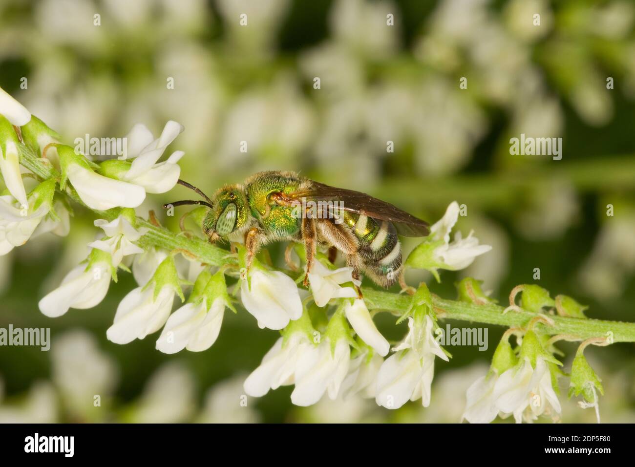 Striped Sweat Bee femmina, Agapostemon oblichus, Halictidae. Lunghezza corpo 11 mm. Nectaring al White Sweet Clover, Melilotus alba, Fabaceae. Foto Stock
