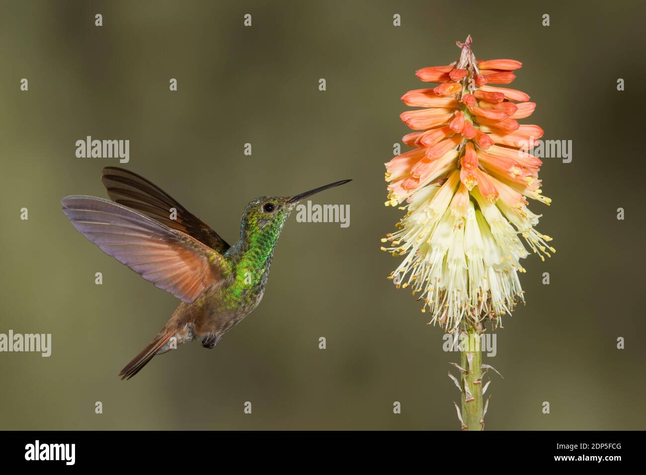 Berylline Hummingbird, Amazilia beryllina. Nutrirsi al Red Hot Poker Flower, Kniphofia sp., Asphodelaceae. Foto Stock